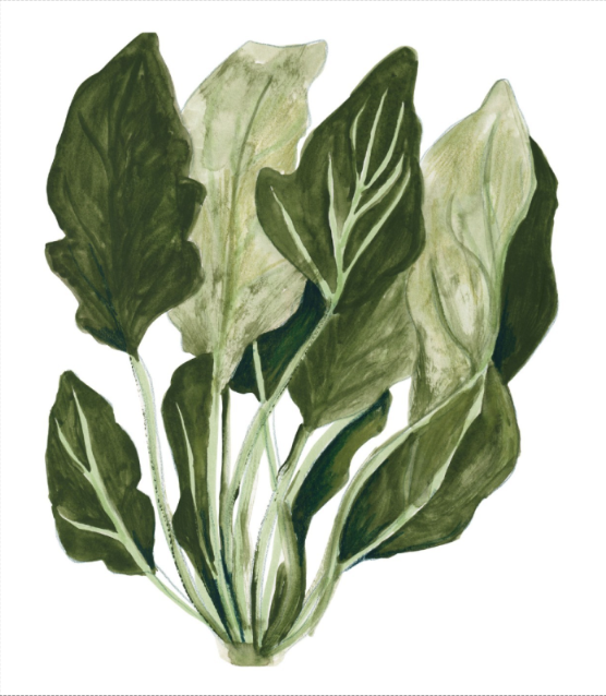 Watercolor botanical art print "Wild Spinach" by Kim Timmermans, featuring a detailed cluster of green spinach leaves on a clean white background. Perfect vegetable wall art for kitchens, dining rooms, or modern botanical decor.