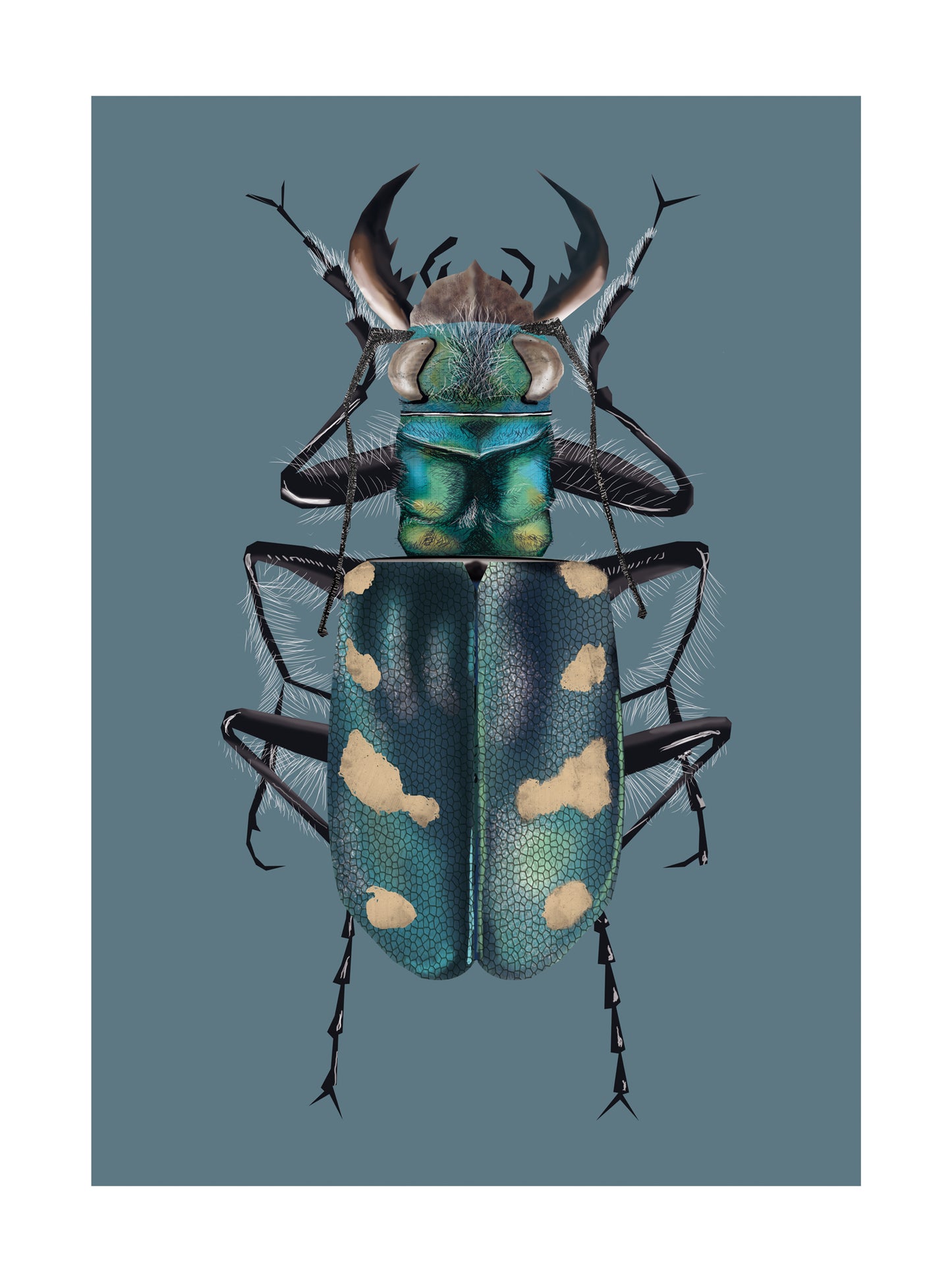 Dune Tiger Beetle