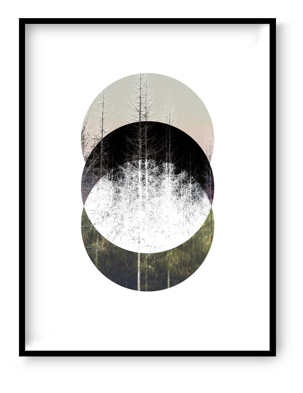 Minimalist Nordic forest art print titled Barrträd by Studio Frits — serene digital collage of pine trees in layered circular compositions, inspired by Swedish nature and Scandinavian design. Perfect wall art for modern interiors in Belgium, the Netherlands, France, and Germany.