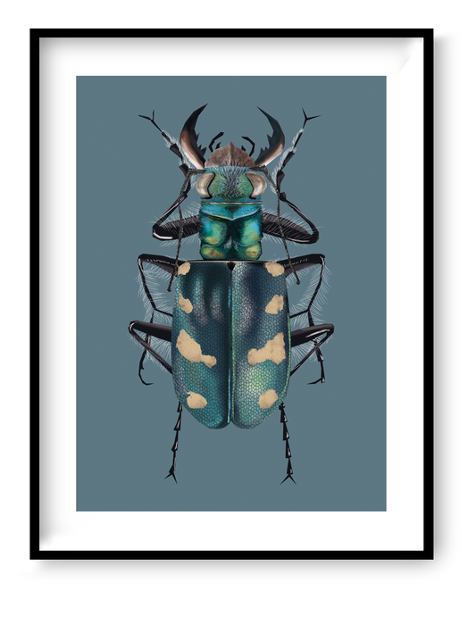 30x40 cm art print “Dune Tiger Beetle” by Studio Frits, colorful graphic beetle illustration inspired by nature, modern wall art for contemporary interiors.