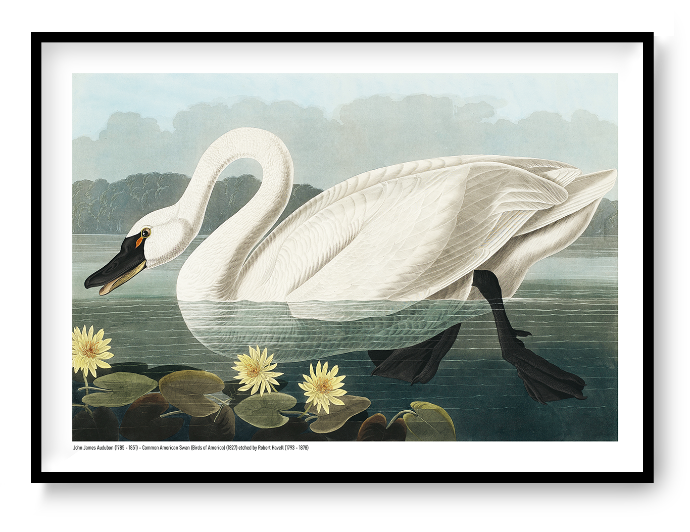 Vintage horizontal illustration of a large white American swan swimming among yellow water lilies, with detailed feathers, deep green water and a pale blue sky, reproduced as an A4 digital wall art print.