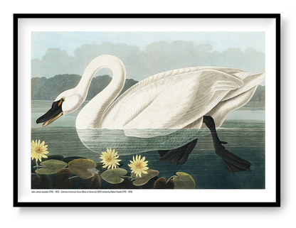 Vintage horizontal illustration of a large white American swan swimming among yellow water lilies, with detailed feathers, deep green water and a pale blue sky, reproduced as an A4 digital wall art print.