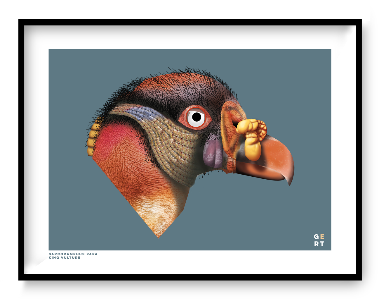Detailed king vulture portrait art print by Studio Frits, 30x40 cm Belgian wildlife illustration featuring textured feathers, vivid orange and yellow tones, and contemporary graphic design on premium matte paper.