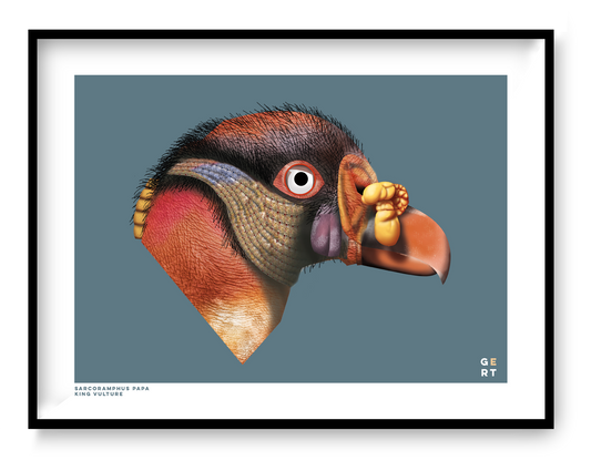 Detailed king vulture portrait art print by Studio Frits, 30x40 cm Belgian wildlife illustration featuring textured feathers, vivid orange and yellow tones, and contemporary graphic design on premium matte paper.