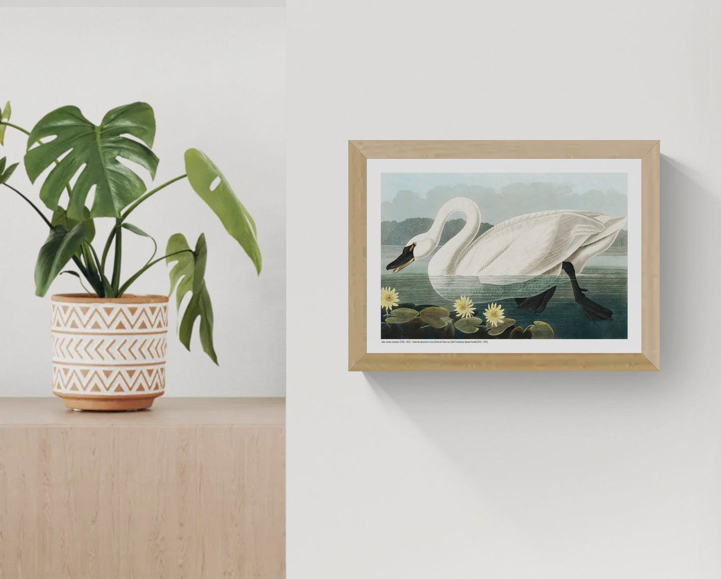 Vintage horizontal illustration of a large white American swan swimming among yellow water lilies, with detailed feathers, deep green water and a pale blue sky, reproduced as an A4 digital wall art print.