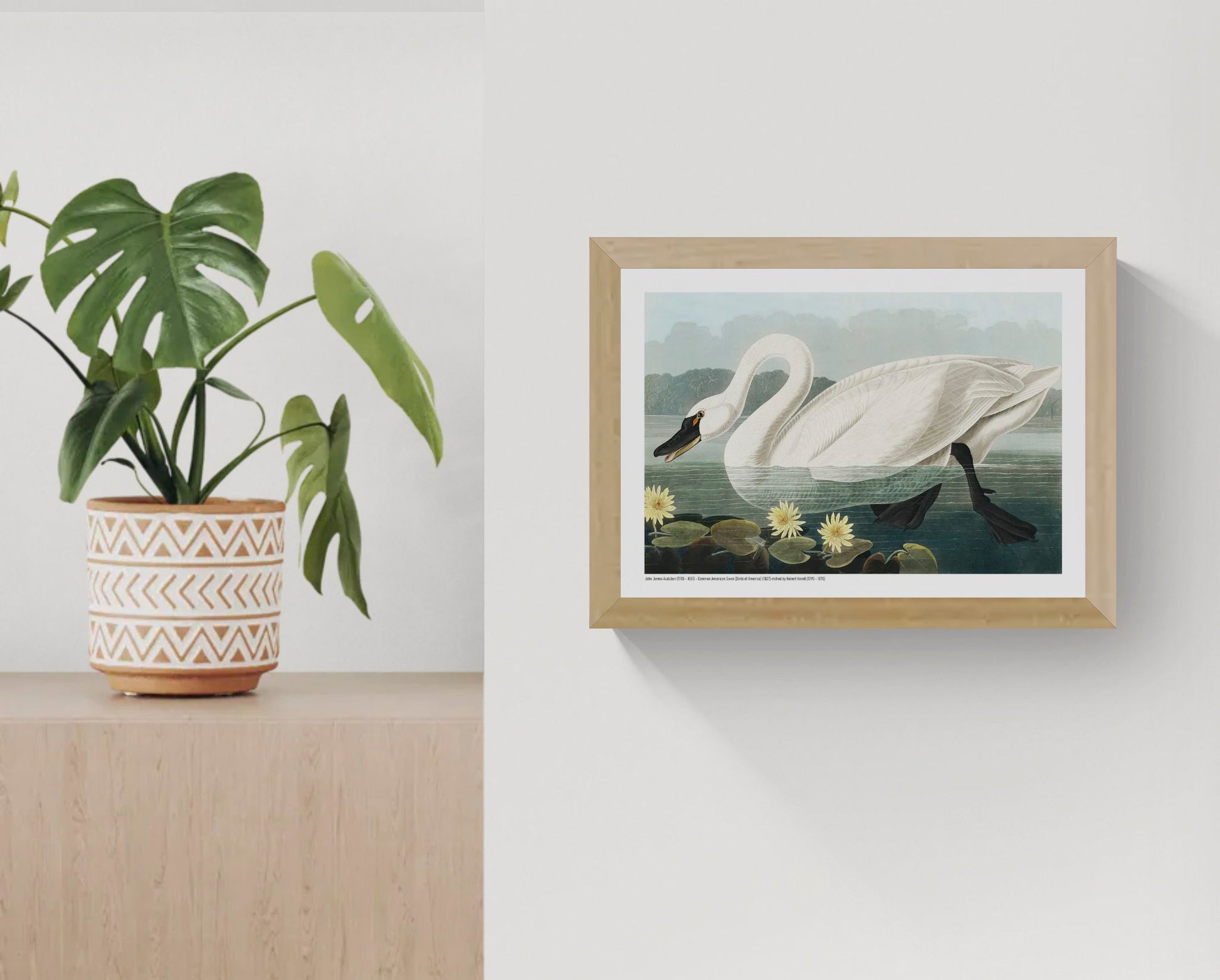 Vintage horizontal illustration of a large white American swan swimming among yellow water lilies, with detailed feathers, deep green water and a pale blue sky, reproduced as an A4 digital wall art print.