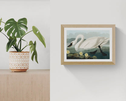 Vintage horizontal illustration of a large white American swan swimming among yellow water lilies, with detailed feathers, deep green water and a pale blue sky, reproduced as an A4 digital wall art print.