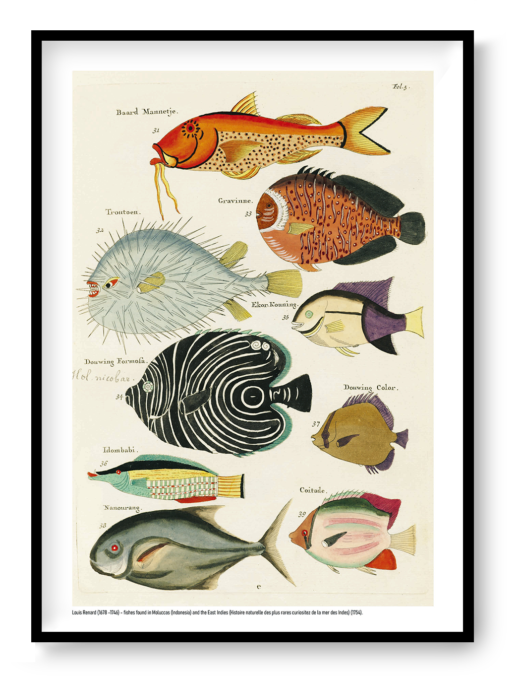 Vertical vintage marine illustration by Louis Renard featuring nine colourful tropical fish in orange, blue, black, green and yellow, digitally printed as decorative wall art for eclectic interiors.