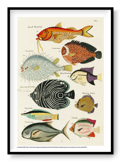 Vertical vintage marine illustration by Louis Renard featuring nine colourful tropical fish in orange, blue, black, green and yellow, digitally printed as decorative wall art for eclectic interiors.
