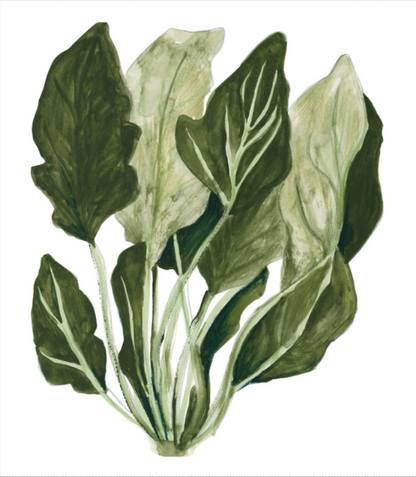 Watercolor botanical art print "Wild Spinach" by Kim Timmermans, featuring a detailed cluster of green spinach leaves on a clean white background. Perfect vegetable wall art for kitchens, dining rooms, or modern botanical decor.