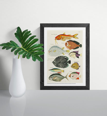 Vertical vintage marine illustration by Louis Renard featuring nine colourful tropical fish in orange, blue, black, green and yellow, digitally printed as decorative wall art for eclectic interiors.