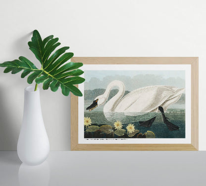 Vintage horizontal illustration of a large white American swan swimming among yellow water lilies, with detailed feathers, deep green water and a pale blue sky, reproduced as an A4 digital wall art print.