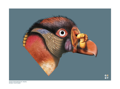 Detailed king vulture portrait art print by Studio Frits, 30x40 cm Belgian wildlife illustration featuring textured feathers, vivid orange and yellow tones, and contemporary graphic design on premium matte paper.