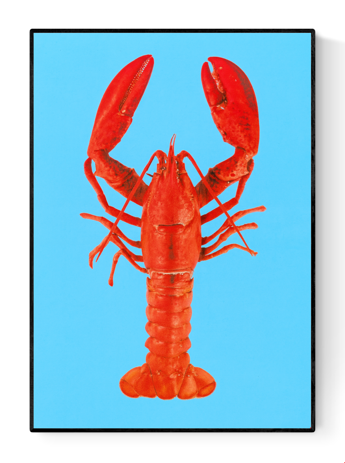 Colorful lobster illustration on bright blue background by Dutch artist PTRVRKD – A5 off-set art print on Biotop paper, perfect for modern home or kitchen decor