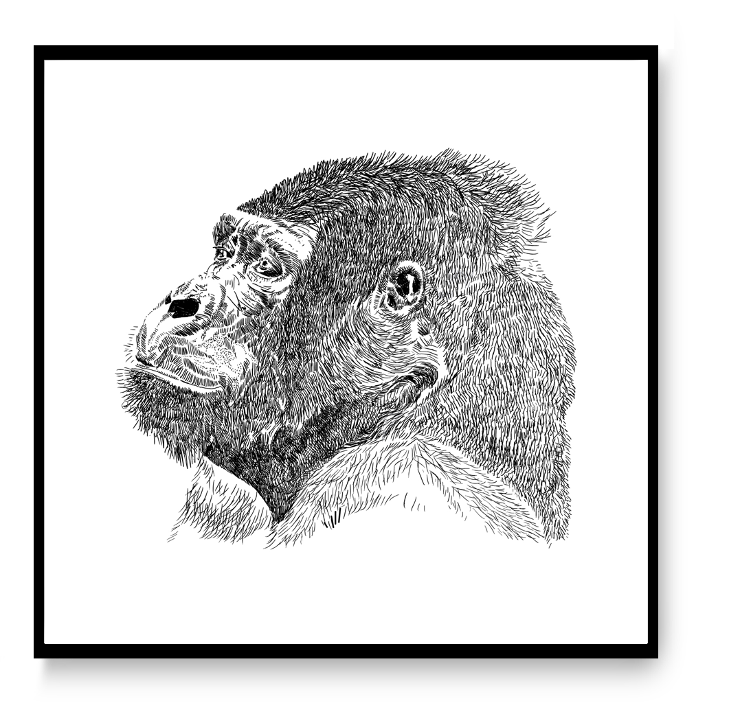 Black and white gorilla illustration with detailed hand-drawn lines, Gorilla art print by Studio Frits, 30x30 cm animal wall art.