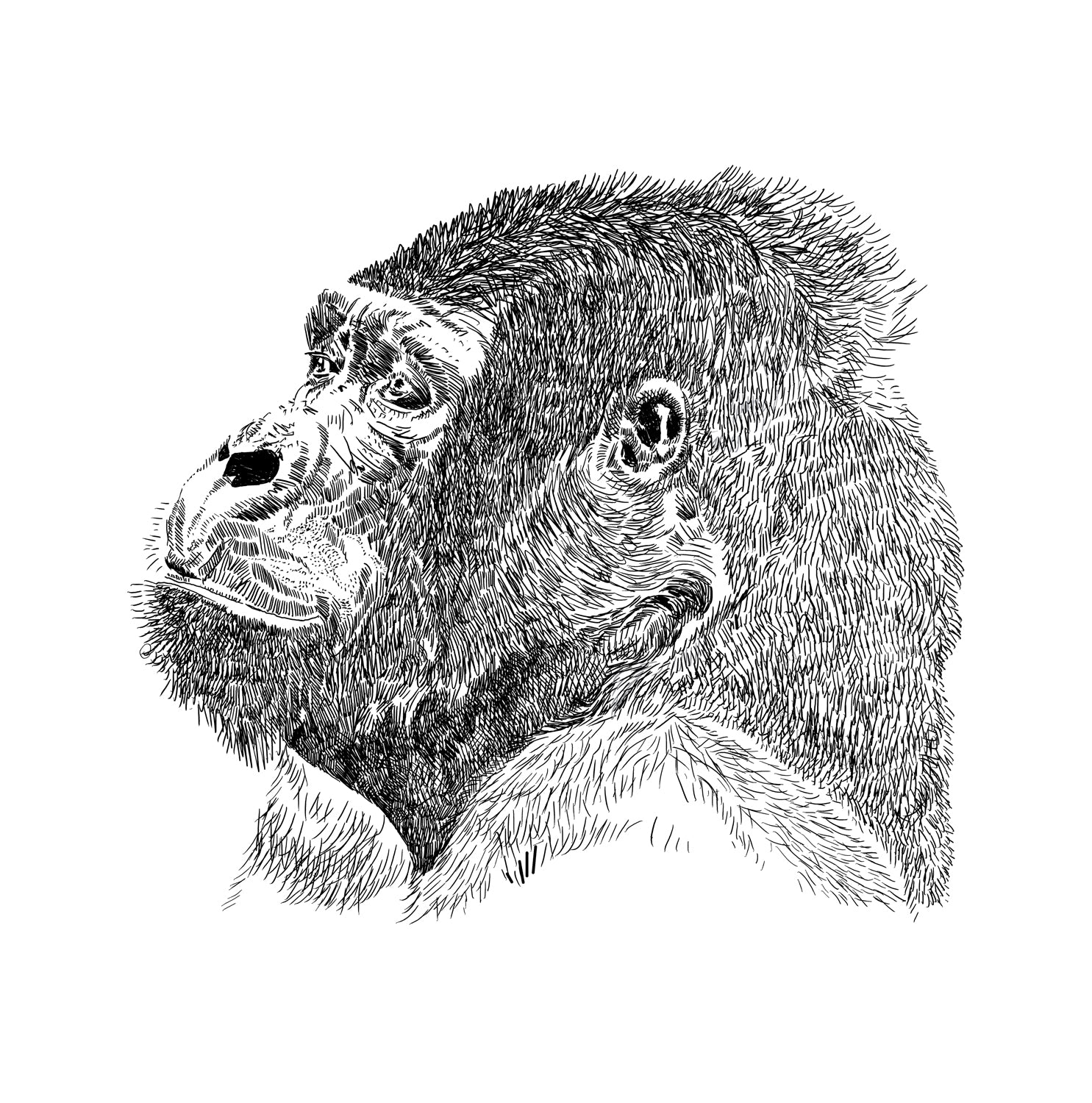 Black and white gorilla illustration with detailed hand-drawn lines, Gorilla art print by Studio Frits, 30x30 cm animal wall art.