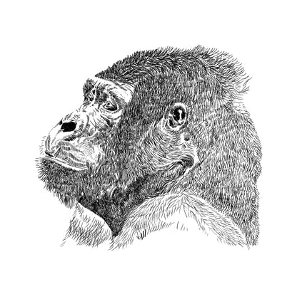 Black and white gorilla illustration with detailed hand-drawn lines, Gorilla art print by Studio Frits, 30x30 cm animal wall art.