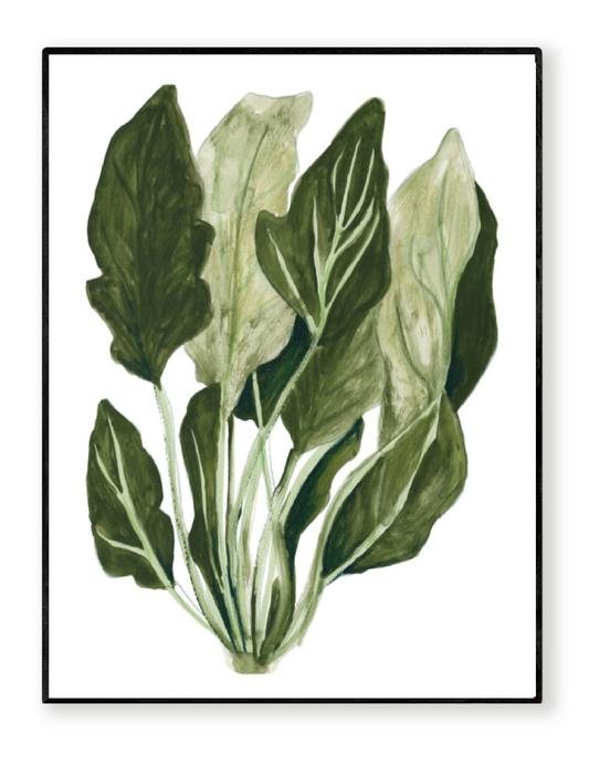 Watercolor botanical art print "Wild Spinach" by Kim Timmermans, featuring a detailed cluster of green spinach leaves on a clean white background. Perfect vegetable wall art for kitchens, dining rooms, or modern botanical decor.