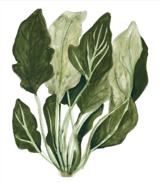 Botanical digital art print of wild spinach leaves by Kim Timmermans, reproduced from an original watercolor illustration in soft green tones. Vertical nature artwork for kitchen, dining room, or modern home decor.