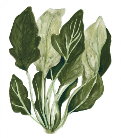 Botanical digital art print of wild spinach leaves by Kim Timmermans, reproduced from an original watercolor illustration in soft green tones. Vertical nature artwork for kitchen, dining room, or modern home decor.