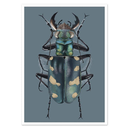 buy postcard dune tiger beetle illustration
