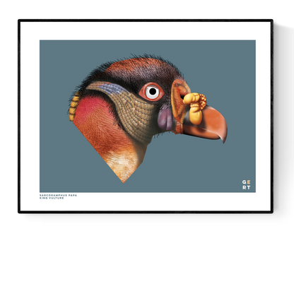 Colorful digital illustration of a King Vulture head on a blue background – realistic bird art print by Belgian illustrator Gert Paenen from Studio Frits.