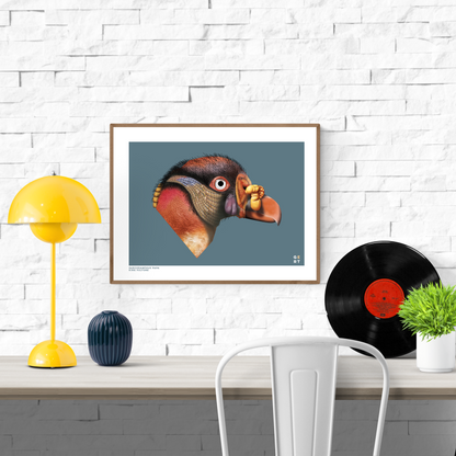 Colorful digital illustration of a King Vulture head on a blue background – realistic bird art print by Belgian illustrator Gert Paenen from Studio Frits.