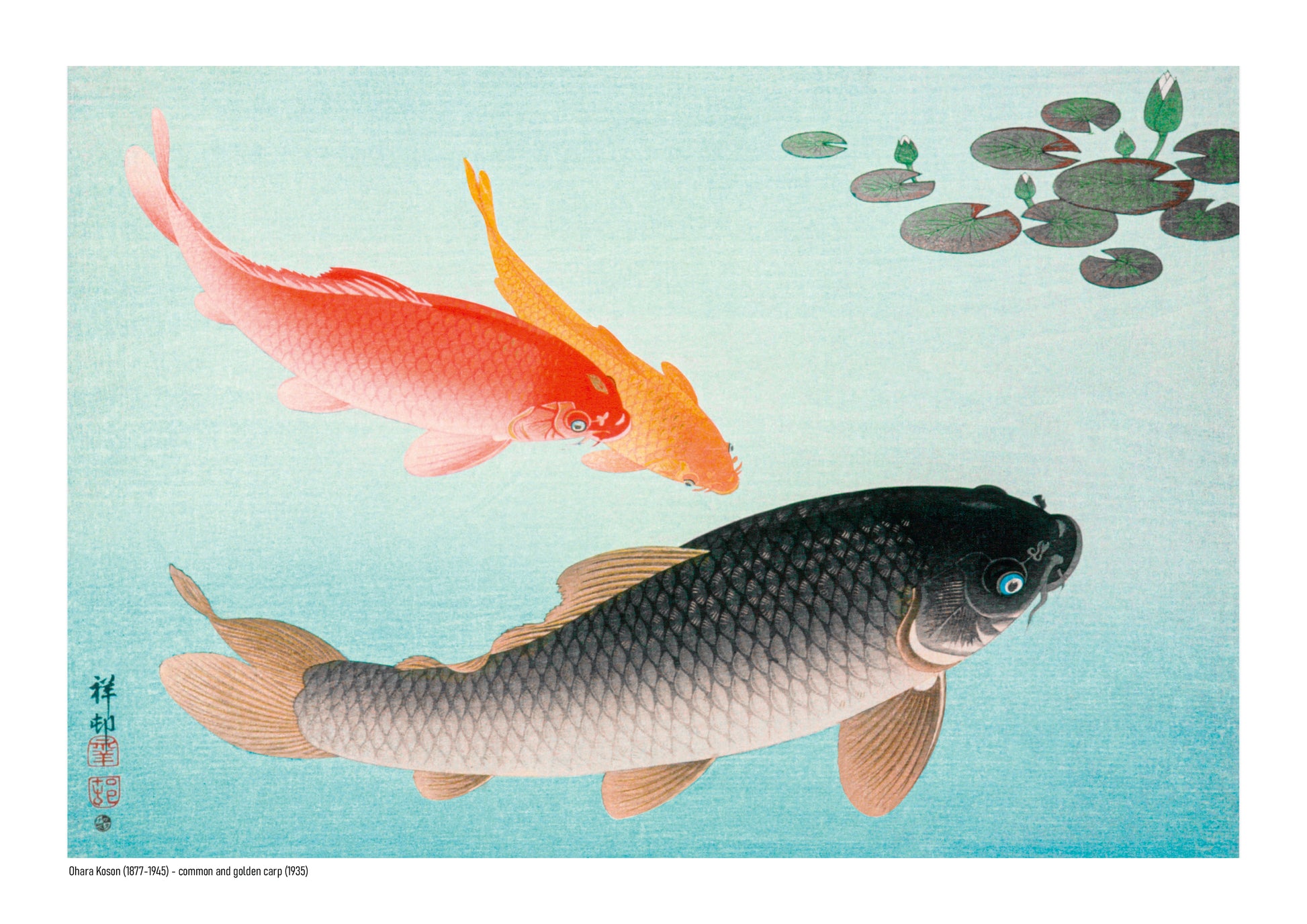 Horizontal Japanese art print by Ohara Koson showing red, golden and black carp swimming through pale blue water beneath dark green lily pads, ideal for calm living room or bedroom wall decor.