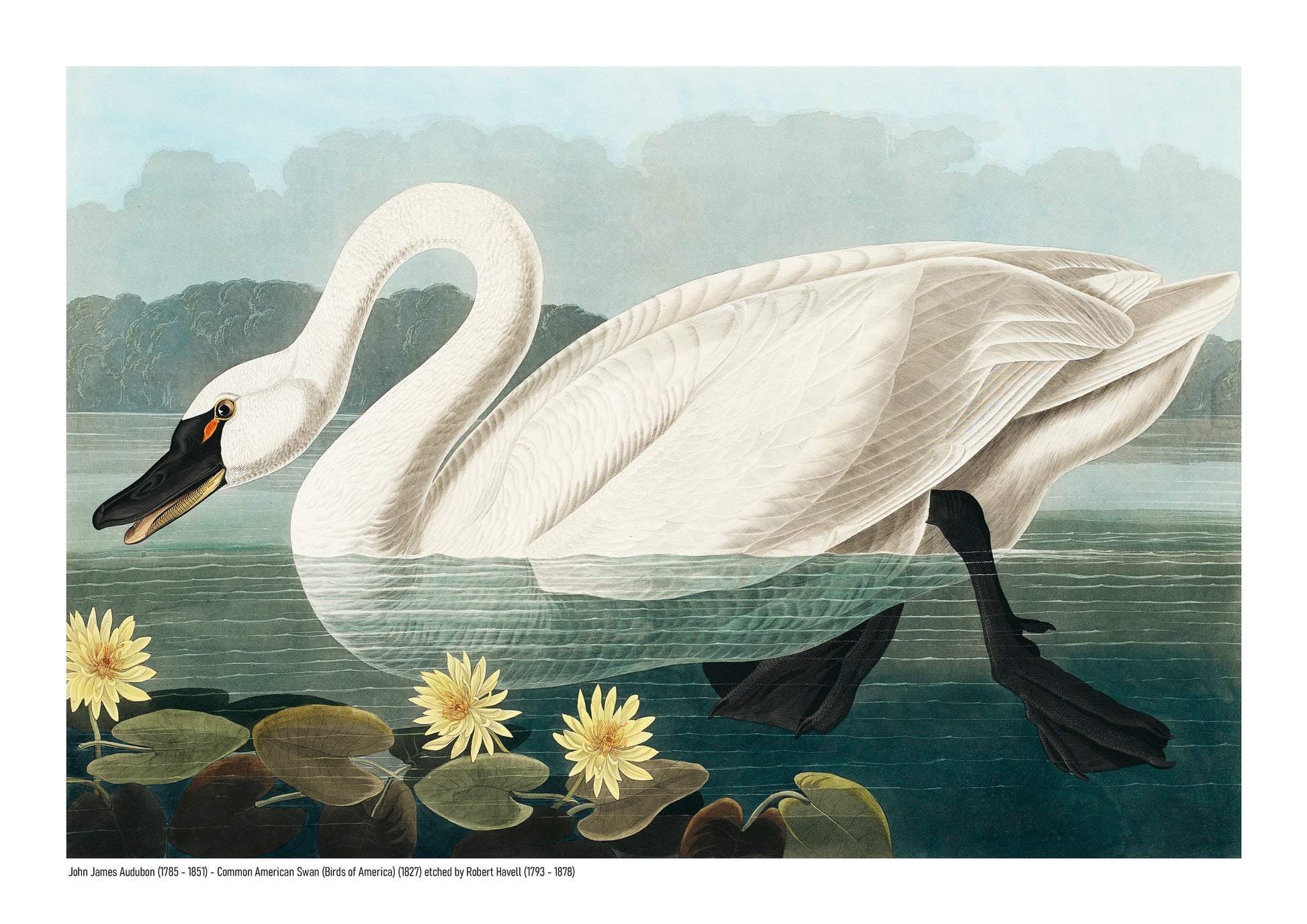 Vintage horizontal illustration of a large white American swan swimming among yellow water lilies, with detailed feathers, deep green water and a pale blue sky, reproduced as an A4 digital wall art print.