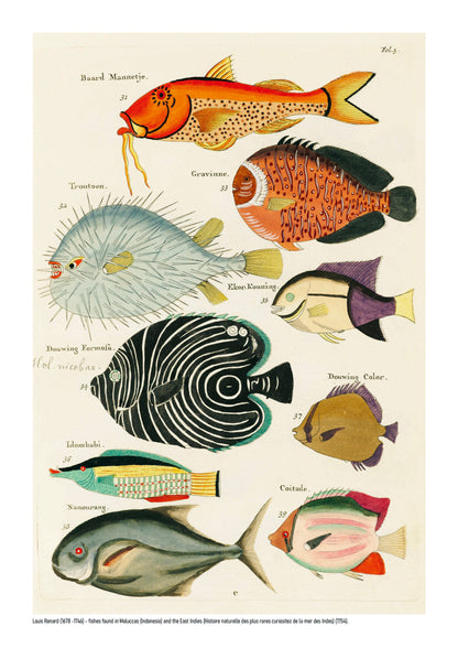 Vertical vintage marine illustration by Louis Renard featuring nine colourful tropical fish in orange, blue, black, green and yellow, digitally printed as decorative wall art for eclectic interiors.