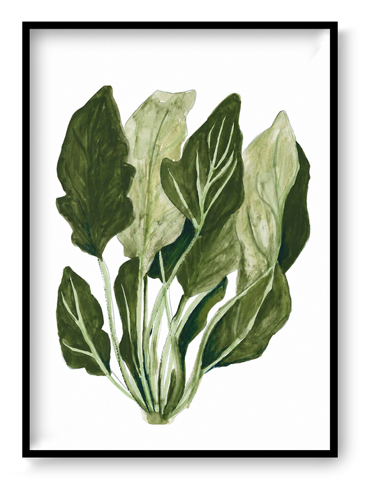 Botanical digital art print of wild spinach leaves by Kim Timmermans, reproduced from an original watercolor illustration in soft green tones. Vertical nature artwork for kitchen, dining room, or modern home decor.